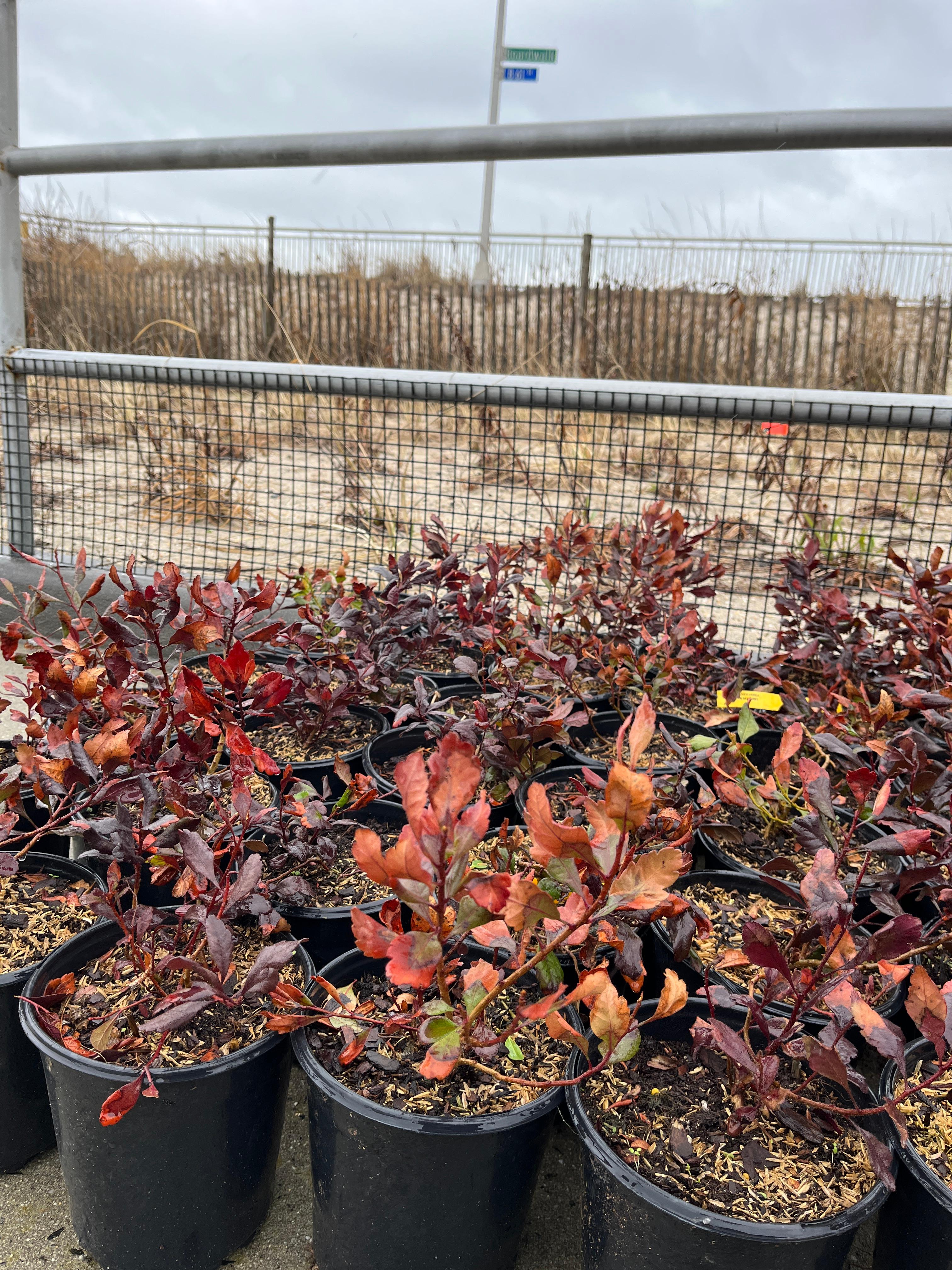 April2023-DunePlanting-Bayberry