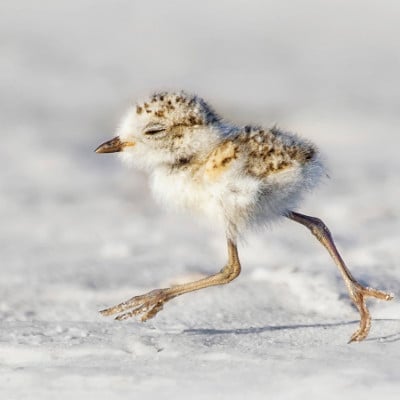 Snow-plover