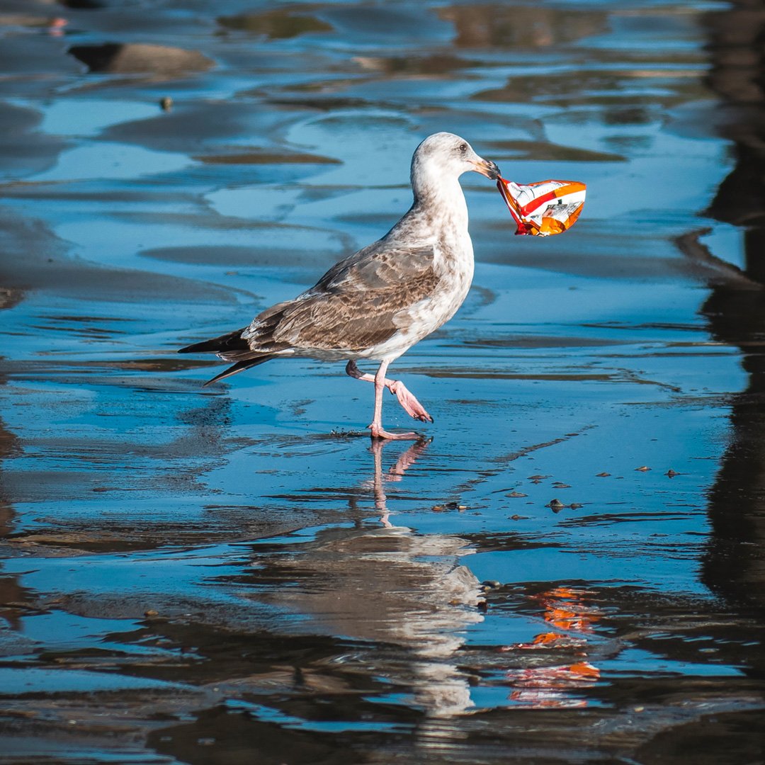 Seagull on the beach with a chip bag in its beak