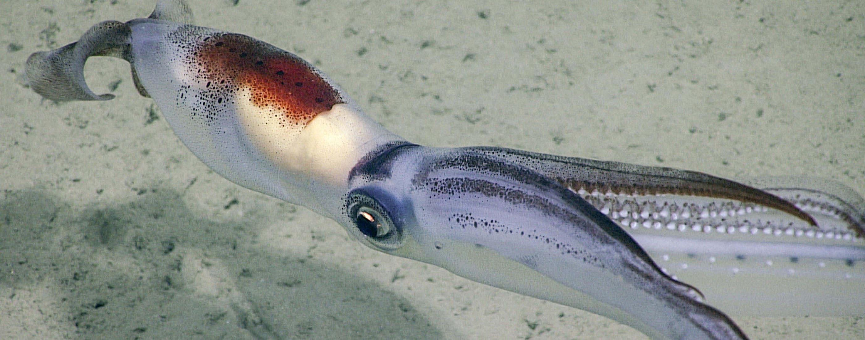 LongArmSquid