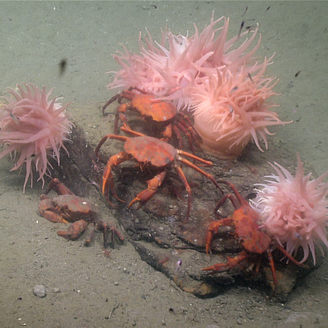 SeaAnemonesandCrabs