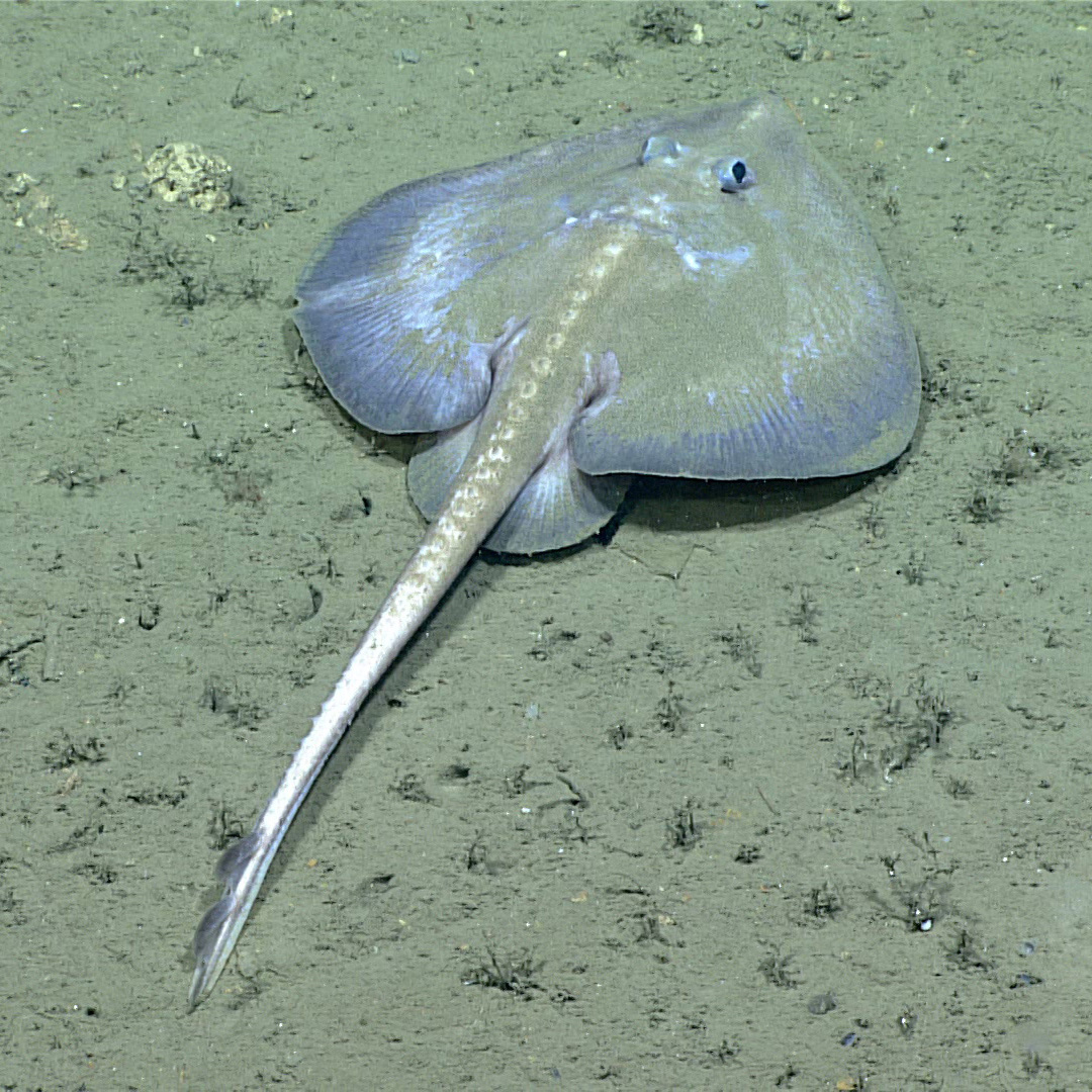 Skate-seen-while-diving-in-Hudson-Canyon-during-the-2021-ROV-Shakedown_ImageCourtesyofNOAAEceanExploration